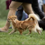 DANTE Perła Nieporętu 