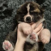 TORA Tokyo i JEJ ZGREDY