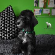 PETRUS Diamond Lamb