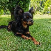 YULIAN'KA Amenita Polonie (FCI)