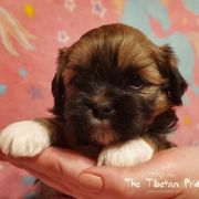 DAWA PALMO The Tibetan Pride /FCI/