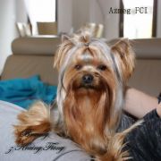 BRANDY z Krainy Fiony