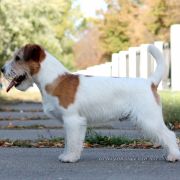 LOVELY-ORANGE RED HOT CHILLY PEPPER