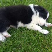 Zuma Jodłowy Border