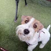 Mięta Bieszczadzkie Leszcze