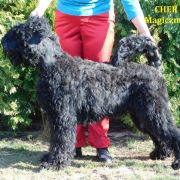 CHER Magiczna Czerń FCI