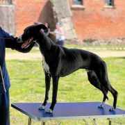 AWAMORI Ballada o Wędrowaniu