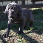 буква помета В