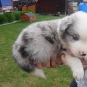 Desperados Jodłowy Border