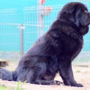 PRINCE RICHARD II Szczęście