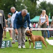 WILLYNWOOD DRAX THE DESTROYER POKEROWY ZYWOT