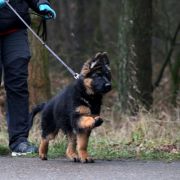 Rosalie vom Haus Gutorov