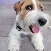 Mięta Bieszczadzkie Leszcze