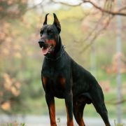 Natan Stella Di Fortuna