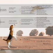 ZORRO FOR NEGRALAND Weinlinie