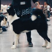 CH. PL. JCH. PL. WIDMO WIEDŹMA z Grajdołka Demonów Słowiańskich