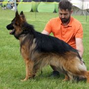 ZORRO z Tomickich Lasów