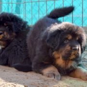 DRAGE SAPHIRA Airawata