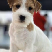 LITTLE MIRACLE HEAVENLY-BLESSING