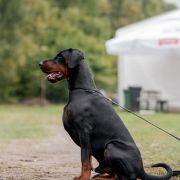 RANGER RON Błękitny Kanion FCI 