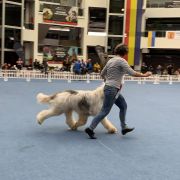 Greuceanu Roua de Partos