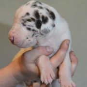 SEPHORA Czar Olbrzyma