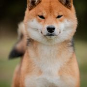 Bachata de Templo Amatsu Kami