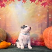 LIKE STAR Zwinne Serca (FCI)