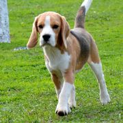 SELESTA'S DREAMS SHIMMER MY DARLING JOY