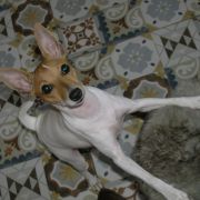 IGA z Grodu Kopernika