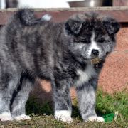 A’DORI Akai Kitsune