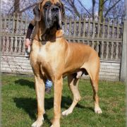 BAMBINO Giga la Gothica