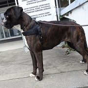 BACARDI Dela Kapturos(FCI)