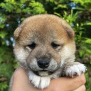 HITOSHI the Scarlet Hill