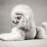 DAENERYS Angelino Mini