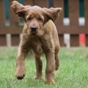 ETERNIA KING GREYSKULL Ginger State of Mind