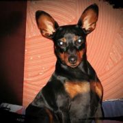 APHRODITE DEAM AMORIS DIVINA DAEMONIA FCI 