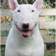 CHALLENGER Diamonds Edit