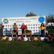 AMFA z Lasów Preczowskich