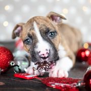 TOOTSIE Because of Crazy Time 