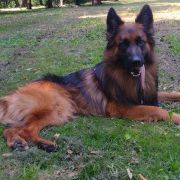 FIGO Varmenberg vel TORO 