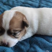 BELLA Herbu Piorun (FCI)