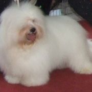 CUTE ANGEL Amicus Slovakia