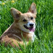 Inver Gordon vom Haus Schiran