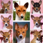 „A” - GODDESS & HER GODS 