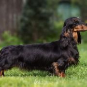 G.O.T ARYA Long and Lovely 