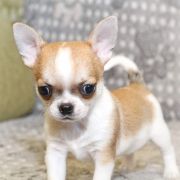 Brand Name Emerald In Gold