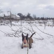 ANGUA DELPHINE EMBRACE OF LOVE