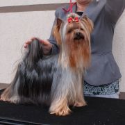 BRANDY z Krainy Fiony