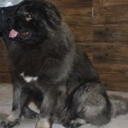 SAMOSVETI SIBIRI ALMAZ